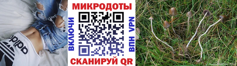 Галлюциногенные грибы Cubensis  Дубна 